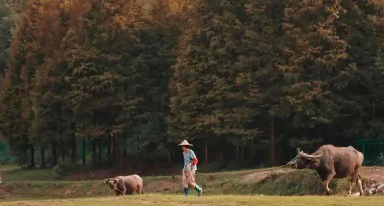 78805a221a988e79ef3f42d7c5bfd418 1749519404