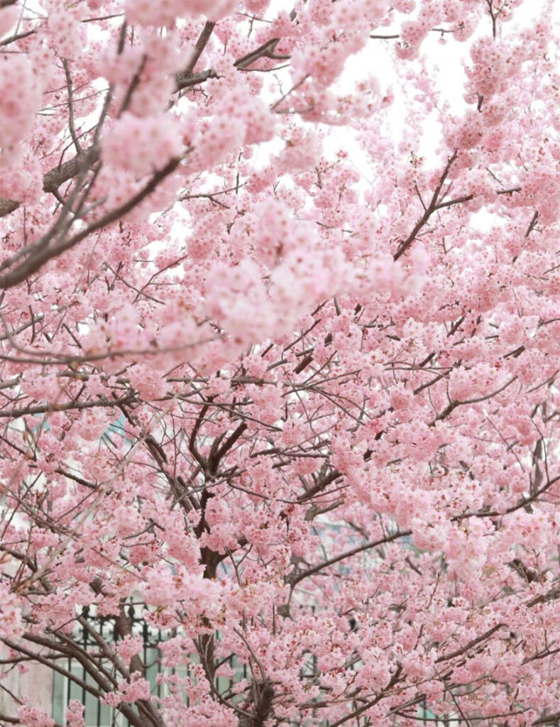 Wuhan,_Hubei-1.jpg 78805a221a988e79ef3f42d7c5bfd418 1749454022