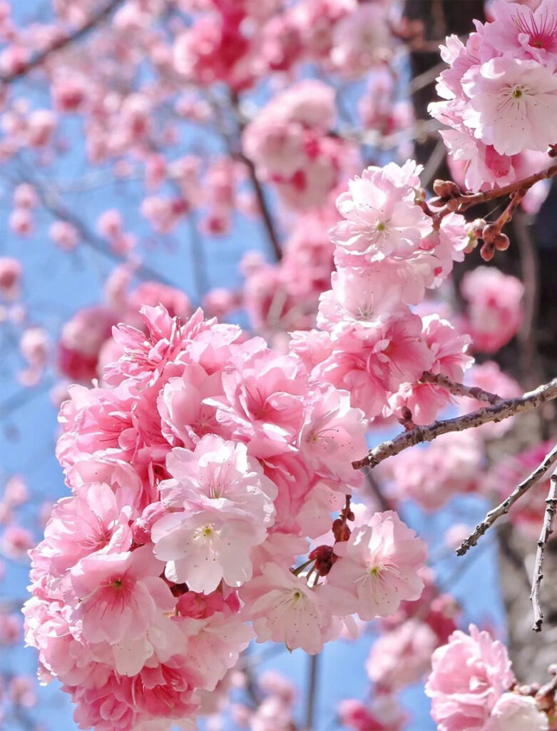 Wuhan,_Hubei-4.jpg 78805a221a988e79ef3f42d7c5bfd418 1749454098