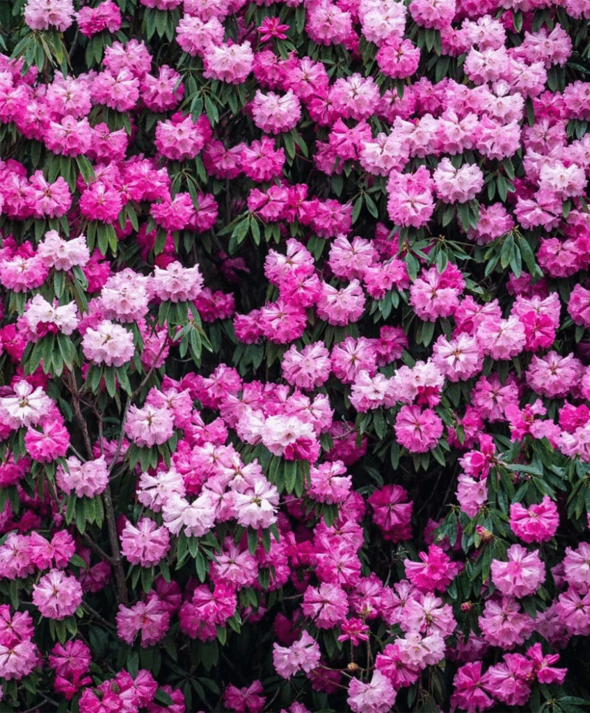 78805a221a988e79ef3f42d7c5bfd418 1749456950