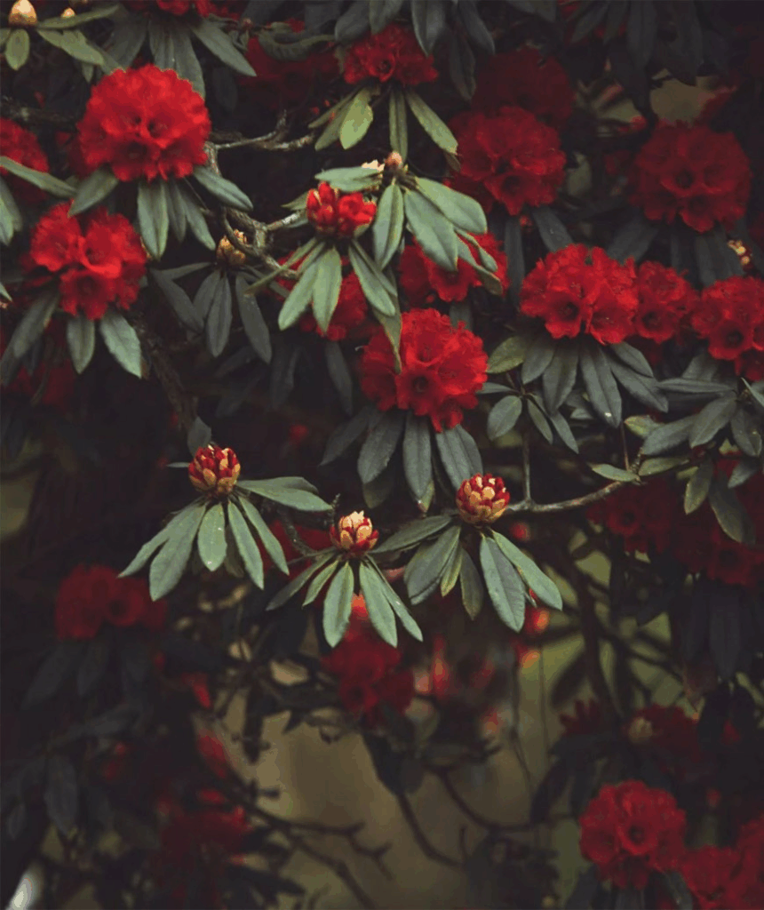 78805a221a988e79ef3f42d7c5bfd418 1749457013