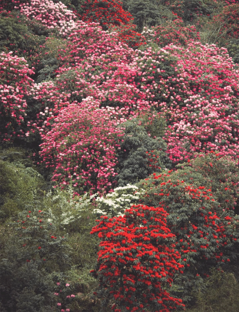 78805a221a988e79ef3f42d7c5bfd418 1749457041