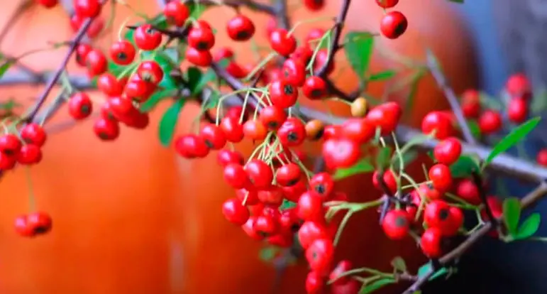 78805a221a988e79ef3f42d7c5bfd418 1749621796